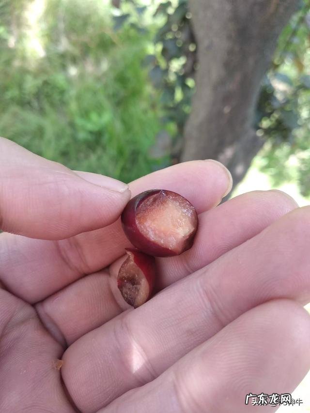 路边诱人的紫叶李,究竟可以吃吗对健康有何影响