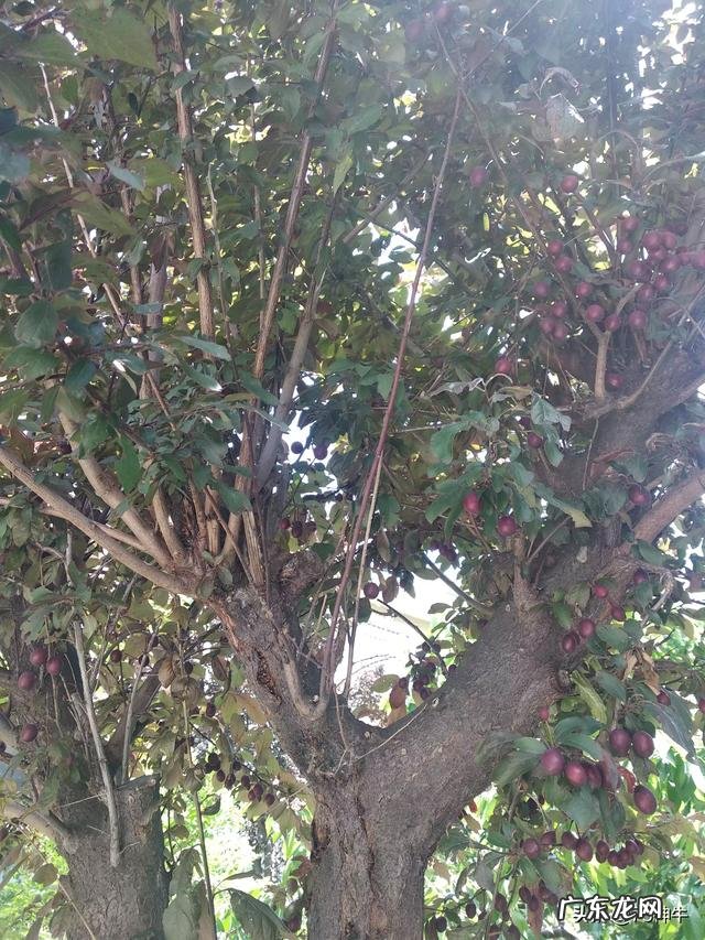 路边诱人的紫叶李,究竟可以吃吗对健康有何影响