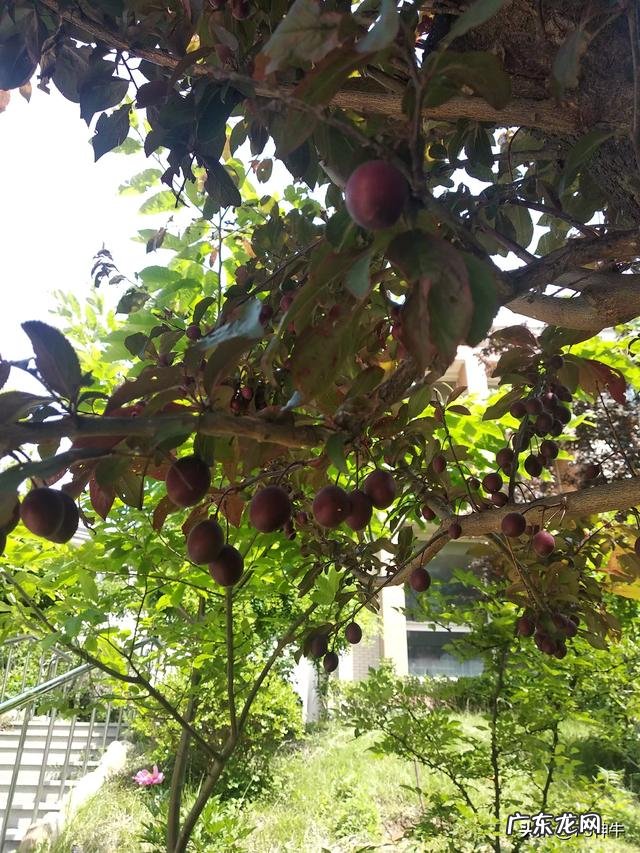 路边诱人的紫叶李,究竟可以吃吗对健康有何影响