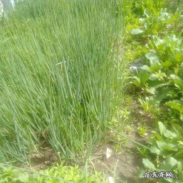 请问,施撒菌肥后土壤一直干旱会失效吗