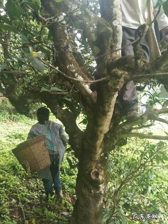 当下的茶叶为何越来越难销售