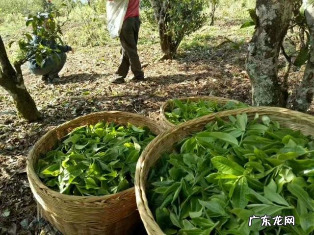 当下的茶叶为何越来越难销售