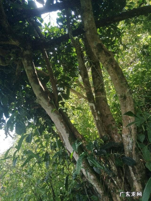 当下的茶叶为何越来越难销售