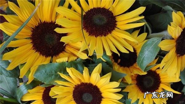 鼻子怎么保养最有效 怎么能改善鼻子