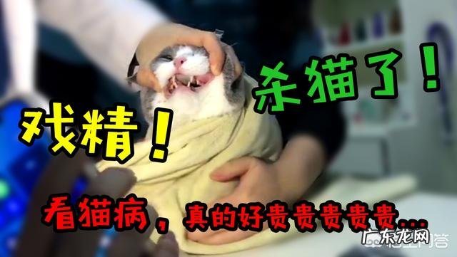 养一个胖猫是一种怎样的体验