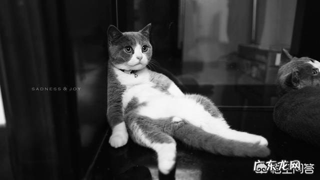 养一个胖猫是一种怎样的体验