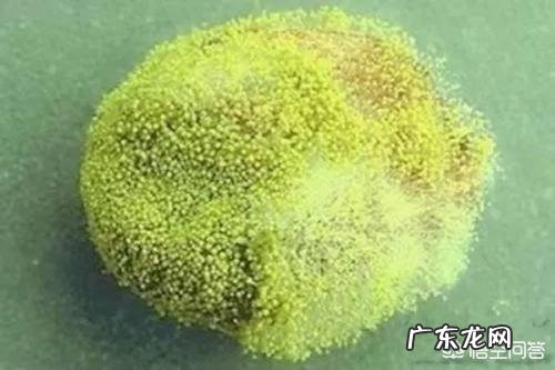 不小心吃了发霉的药需要去医院吗