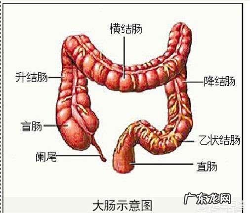 肠镜,胃镜都没事,吃了东西,就是不排便,咋回事