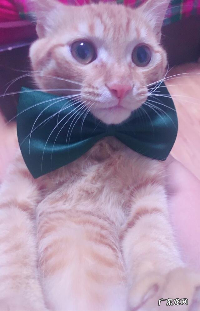 求猫猫的减肥方法热量低的猫粮怎么看