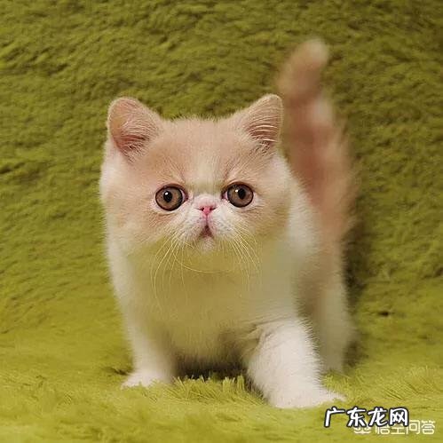 求猫猫的减肥方法热量低的猫粮怎么看