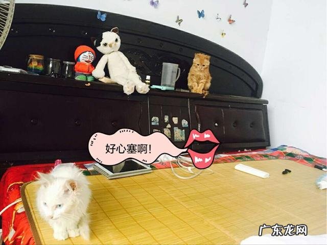 求猫猫的减肥方法热量低的猫粮怎么看