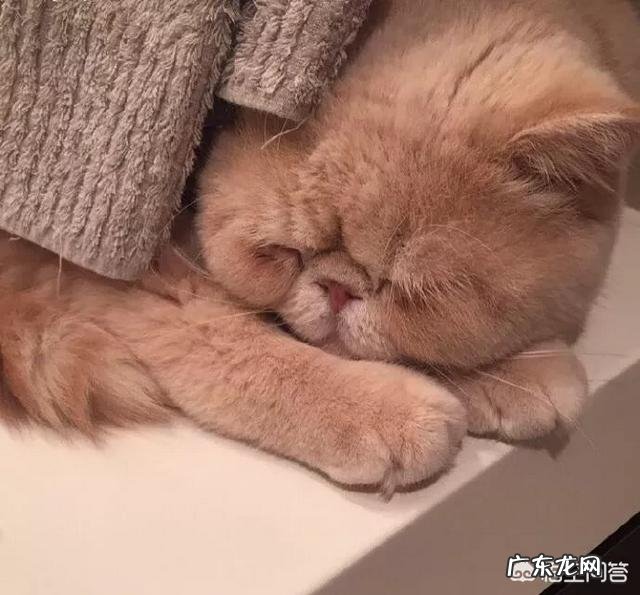 求猫猫的减肥方法热量低的猫粮怎么看