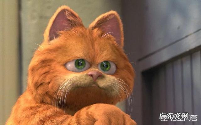 求猫猫的减肥方法热量低的猫粮怎么看