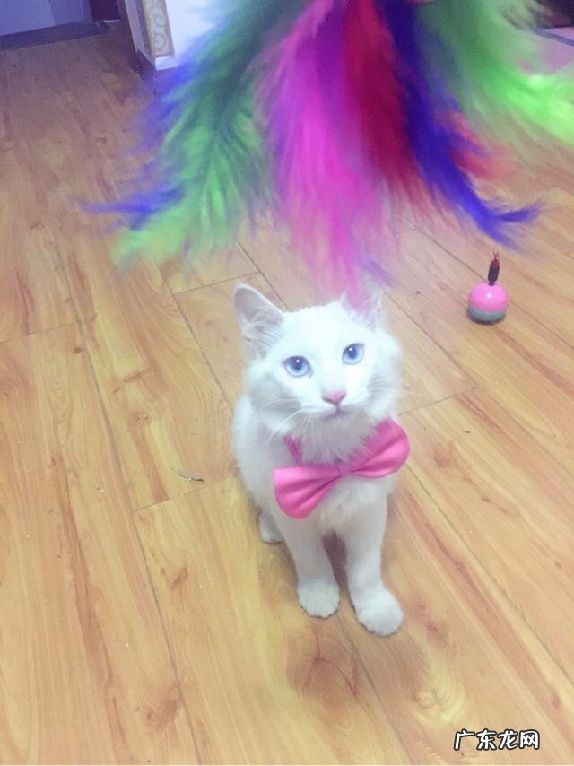 求猫猫的减肥方法热量低的猫粮怎么看