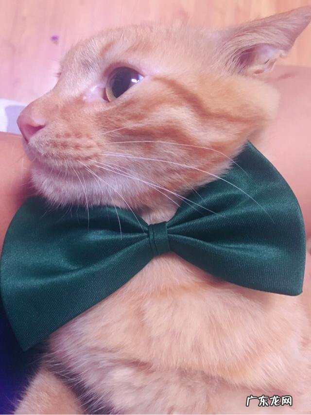 求猫猫的减肥方法热量低的猫粮怎么看