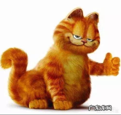 求猫猫的减肥方法热量低的猫粮怎么看