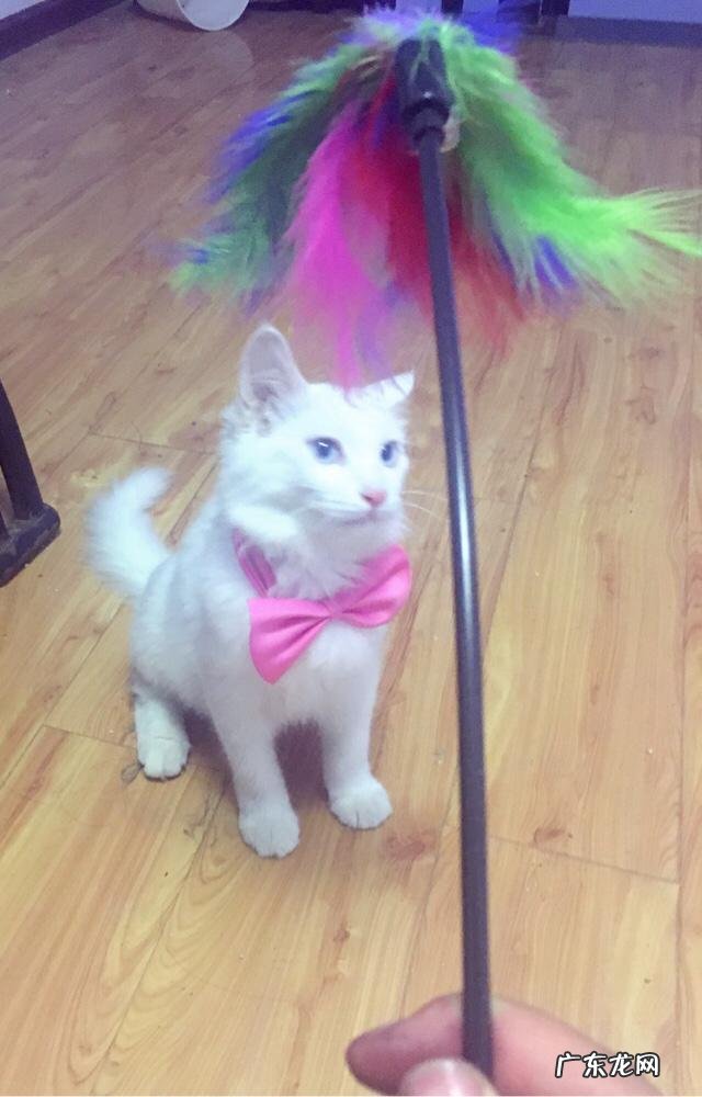 求猫猫的减肥方法热量低的猫粮怎么看