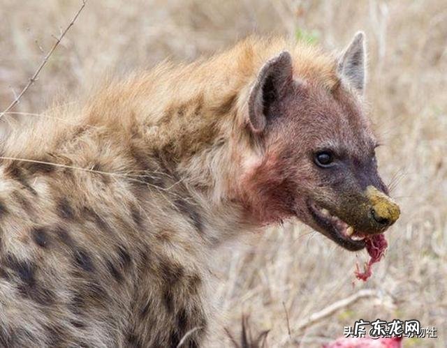 为什么感觉肉食动物吃生肉不怕寄生虫