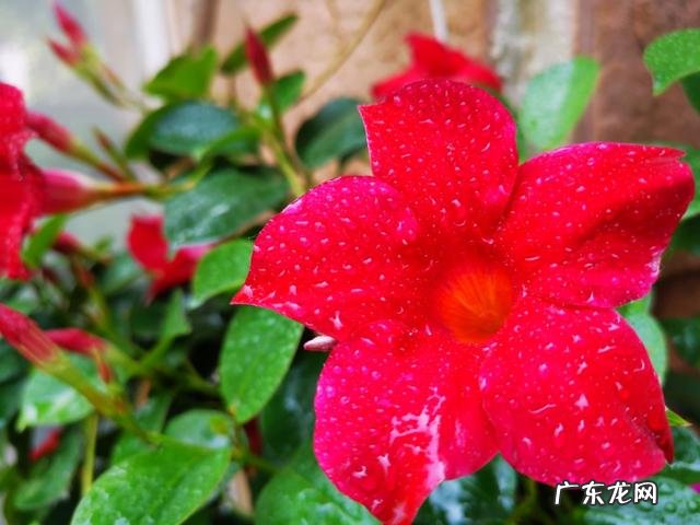 友们,有什么方法把自己的粉丝在一个月内增到十万你的多少了