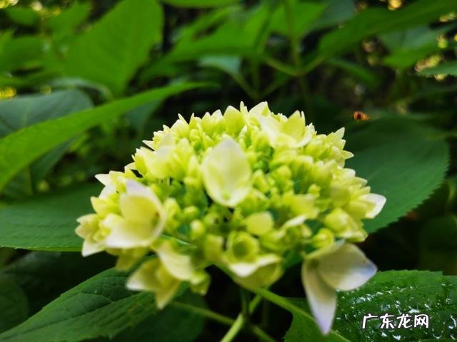 友们,有什么方法把自己的粉丝在一个月内增到十万你的多少了