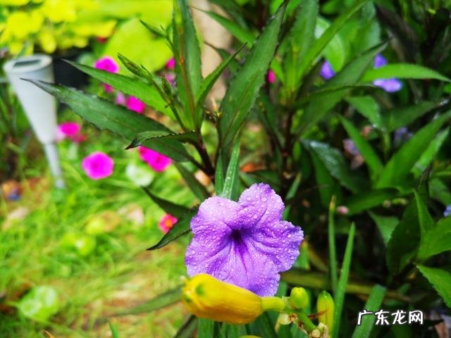 友们,有什么方法把自己的粉丝在一个月内增到十万你的多少了