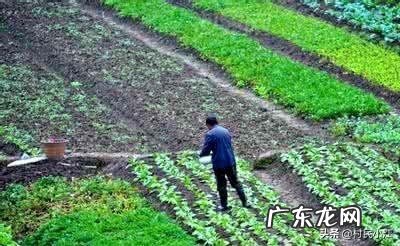 你知道为什么土地越施肥,为什么土地会越来越瘦吗