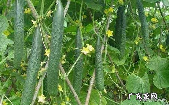 复合肥和有机肥能不能与菌肥混施有什么依据