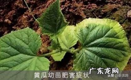复合肥和有机肥能不能与菌肥混施有什么依据