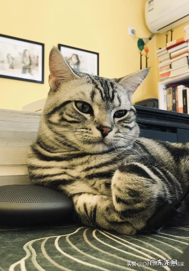 公猫怎么喂养才能让他长的肥头肥脑的