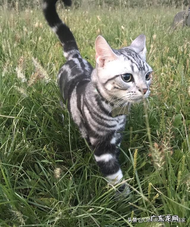 公猫怎么喂养才能让他长的肥头肥脑的