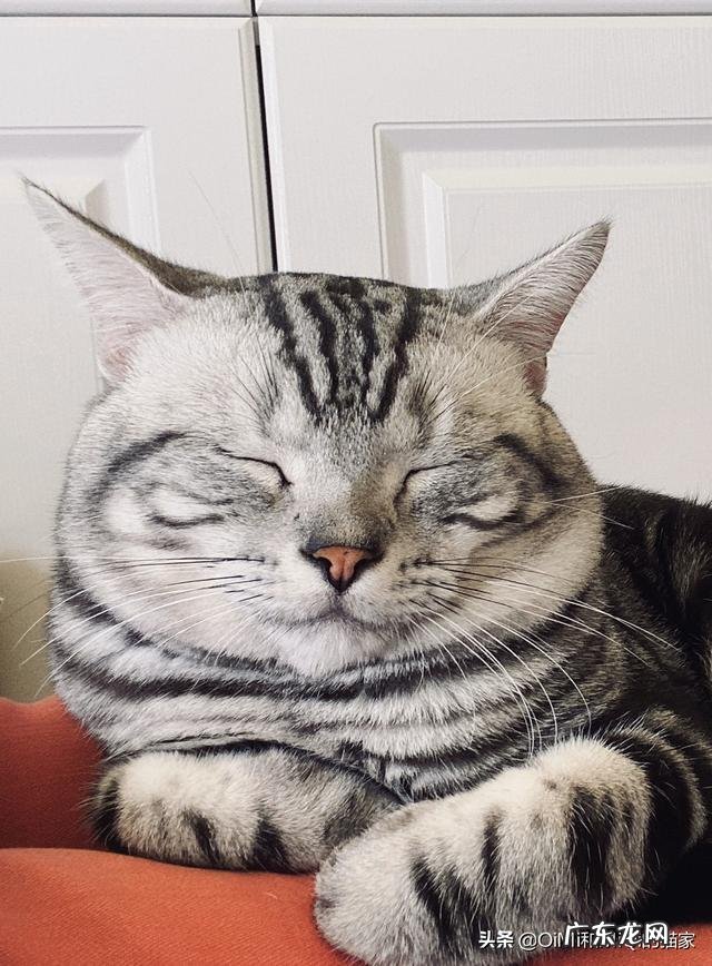 公猫怎么喂养才能让他长的肥头肥脑的