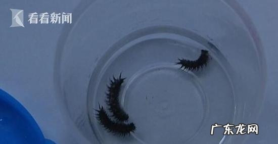 巫蛊真的存在吗8岁幼童疑似中了蛊毒