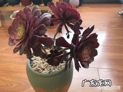 法师植株过细,用什么肥法师的养殖方法有哪些