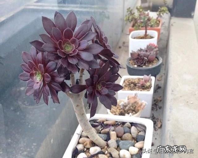 法师植株过细,用什么肥法师的养殖方法有哪些