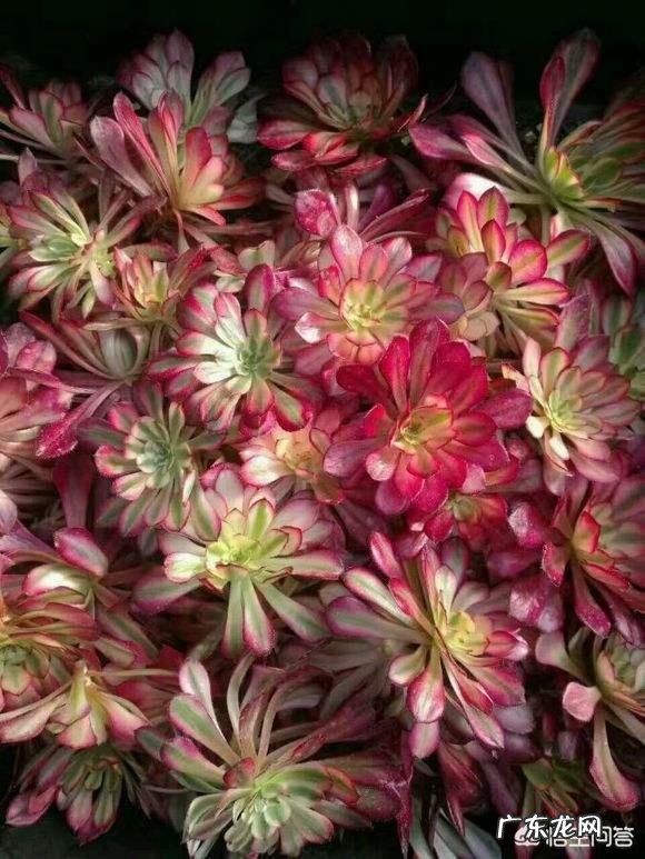 法师植株过细,用什么肥法师的养殖方法有哪些