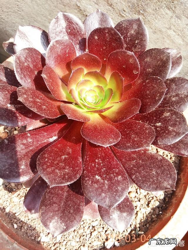 法师植株过细,用什么肥法师的养殖方法有哪些