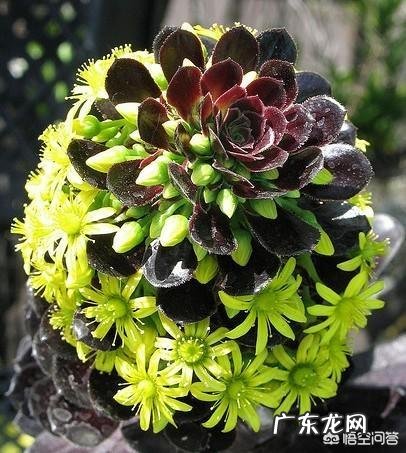 法师植株过细，用什么肥法师的养殖方法有哪些