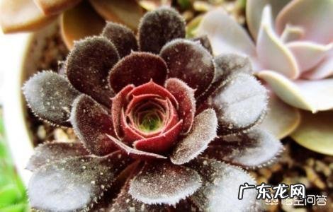 法师植株过细,用什么肥法师的养殖方法有哪些