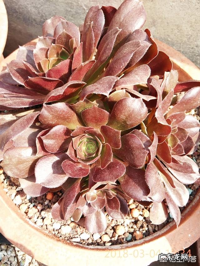 法师植株过细,用什么肥法师的养殖方法有哪些