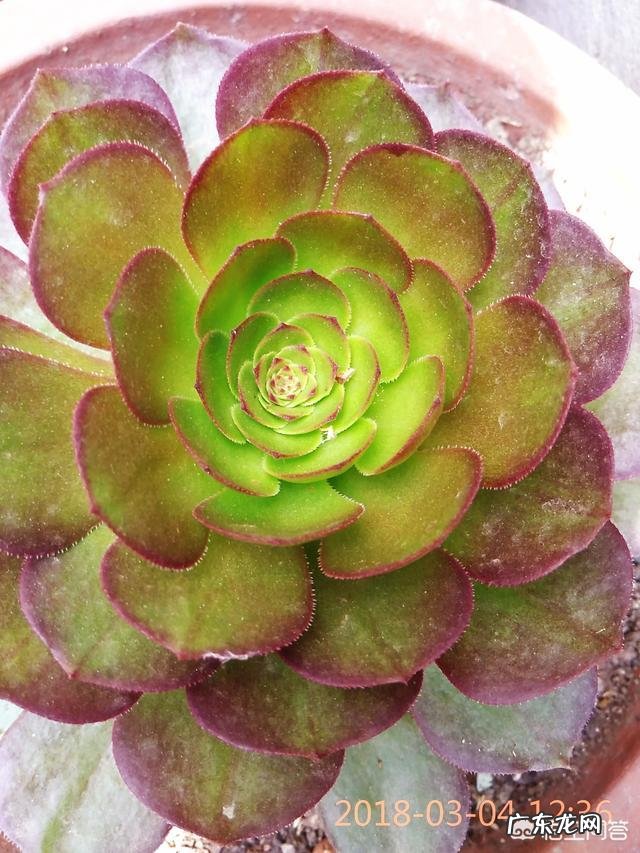 法师植株过细，用什么肥法师的养殖方法有哪些