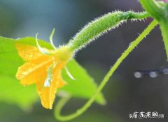 生物菌肥能不能和复合肥一起使用