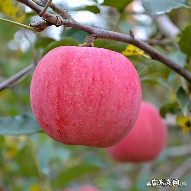 生物菌肥能不能和复合肥一起使用