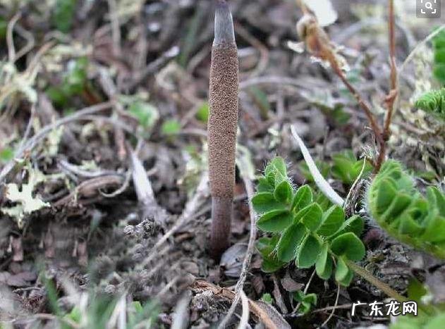 都说是药三分毒,保健品不zhi病,为什么还有很多人相信保健品