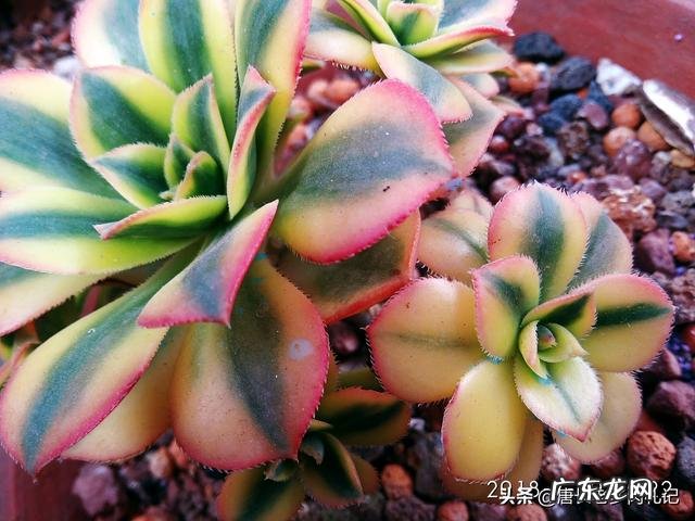 怎样才能让法师肉肉变低矮