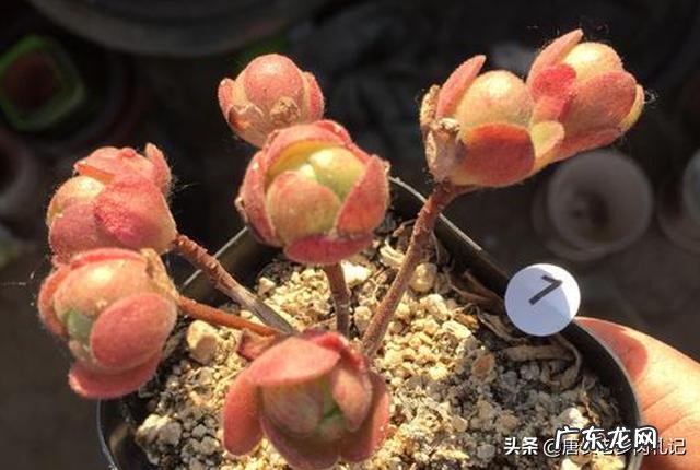 怎样才能让法师肉肉变低矮