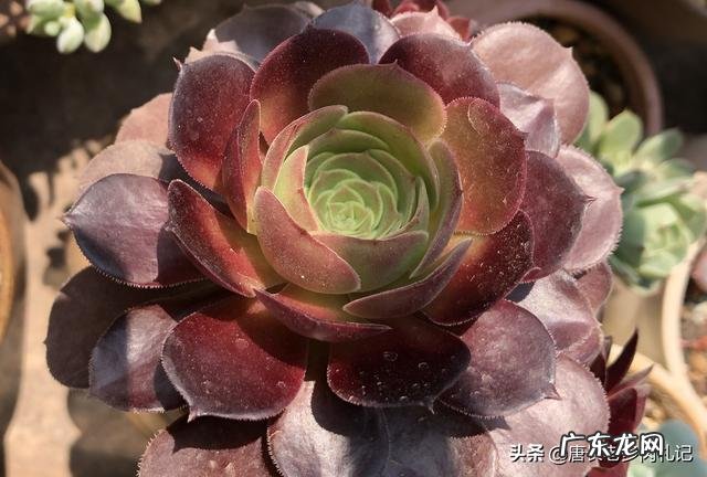 怎样才能让法师肉肉变低矮