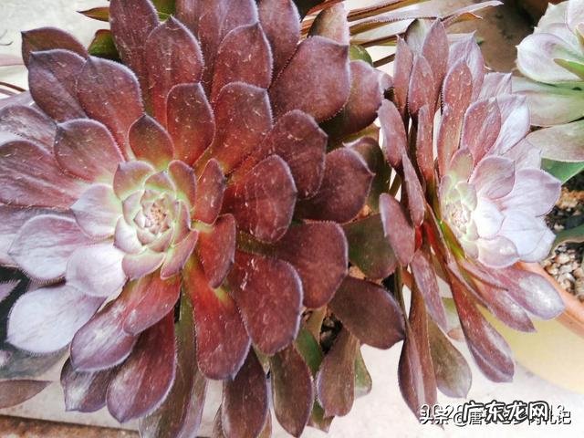 怎样才能让法师肉肉变低矮