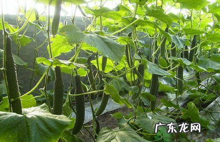 戒糖21天减肥的菜有哪些