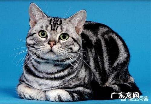 猫咪吃了驱虫药后，不排便是怎么回事