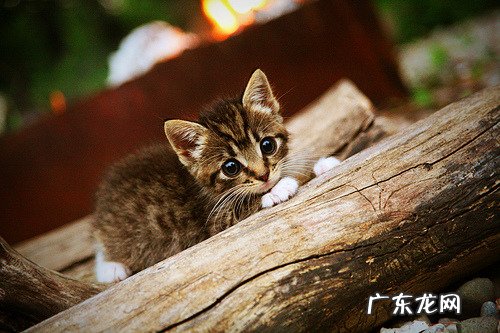 有人说冬天更容易“囤积”脂肪,是什么原因